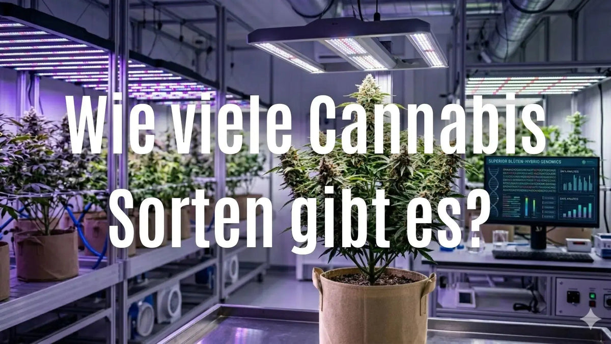 Verschiedene Cannabis-Sorten im Vergleich: Ein Guide zur Unterscheidung von Indica, Sativa und Hybriden.