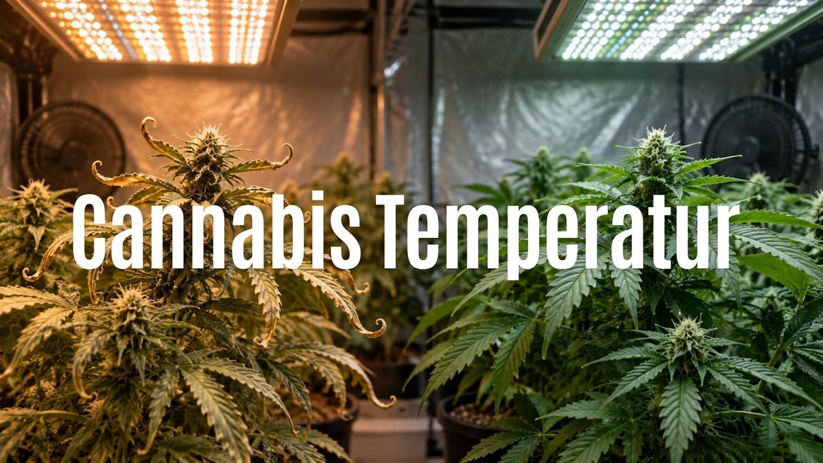 Cannabis Temperatur: Optimale Werte beim Anbau und ihre Vorteile