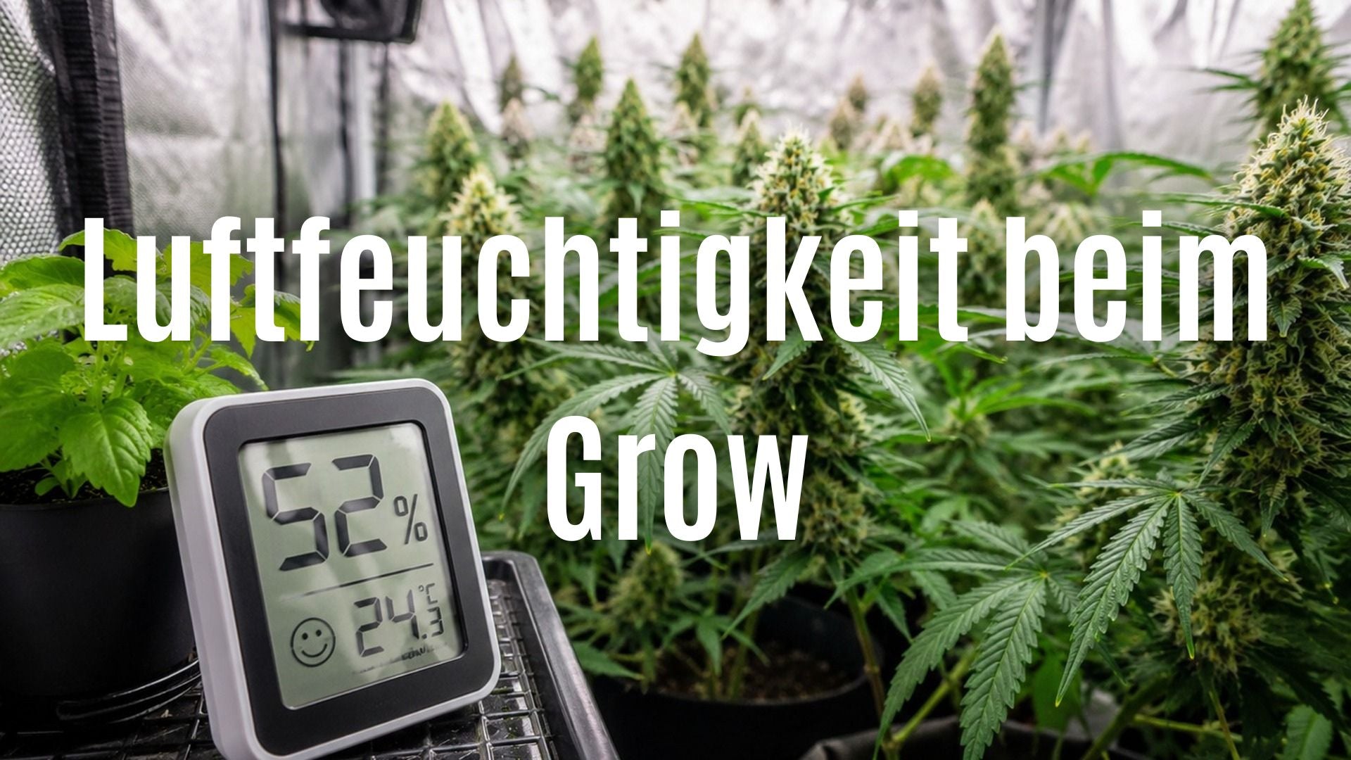 Luftfeuchtigkeit beim Grow: So vermeidest du Schimmel