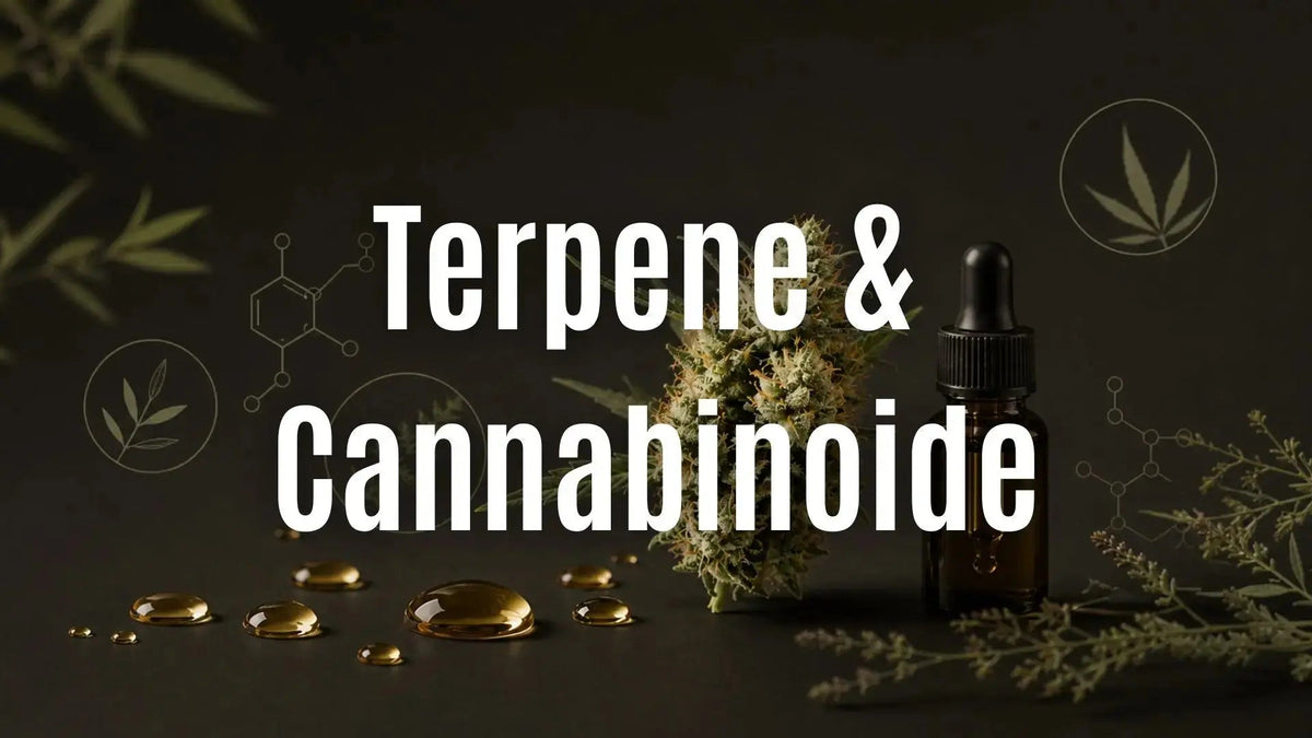 Terpene & Cannabinoide: Eigenschaften, Unterschiede und Bedeutung CANNANA