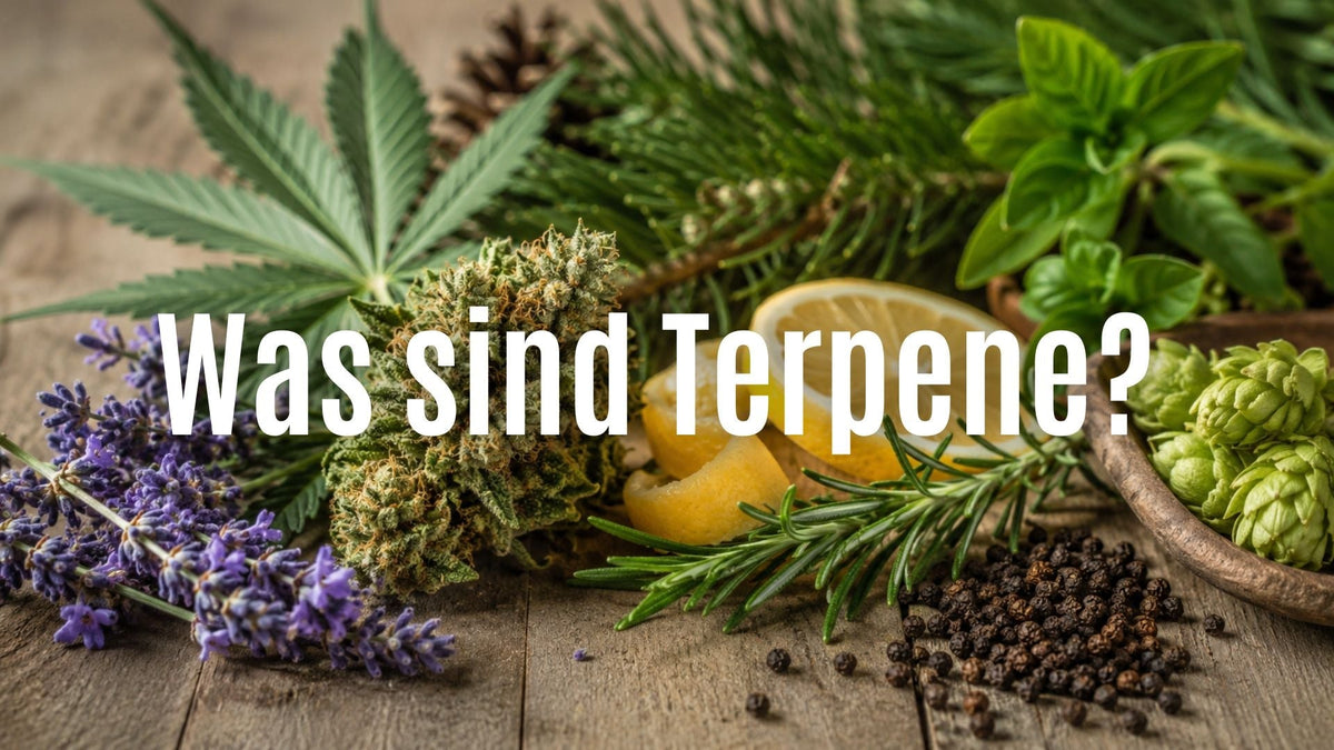 Was sind Terpene? Die Wirkung von Limonen, Myrcen & Co. einfach erklärt