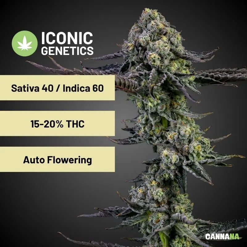 Cookies XL Automatic Holy Hemp