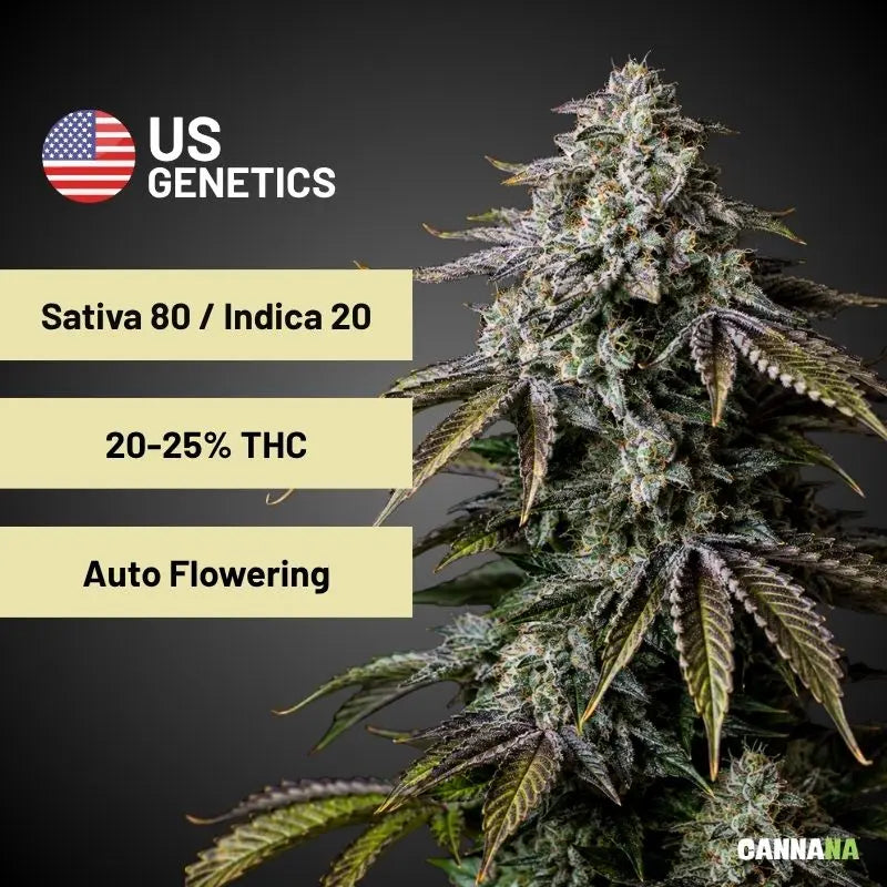 Mango Smile Automatic Holy Hemp