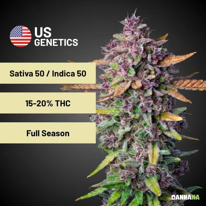 Purple Milkshake Feminisiert Holy Hemp