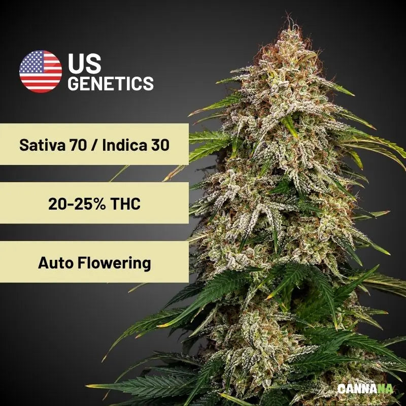 Sour Diesel Automatic Holy Hemp