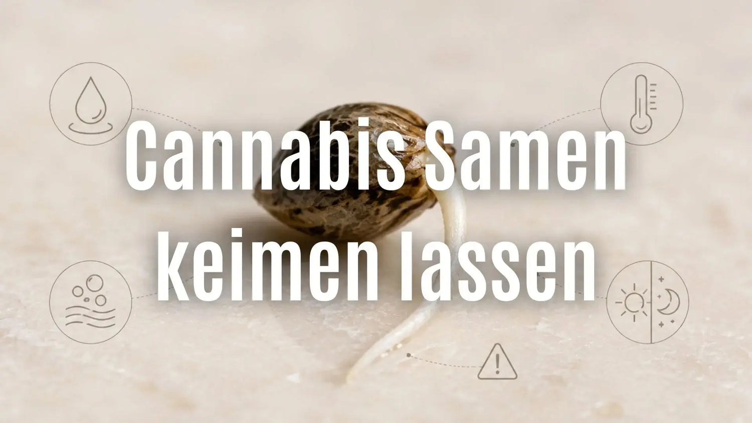Cannabis Samen keimen lassen: Anleitung, Temperatur und häufige Fehler CANNANA