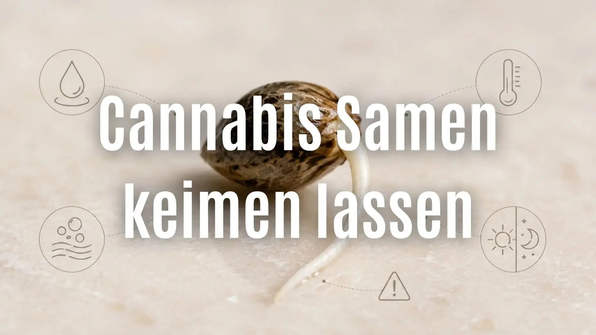 Cannabis Samen keimen lassen: Anleitung, Temperatur und häufige Fehler CANNANA