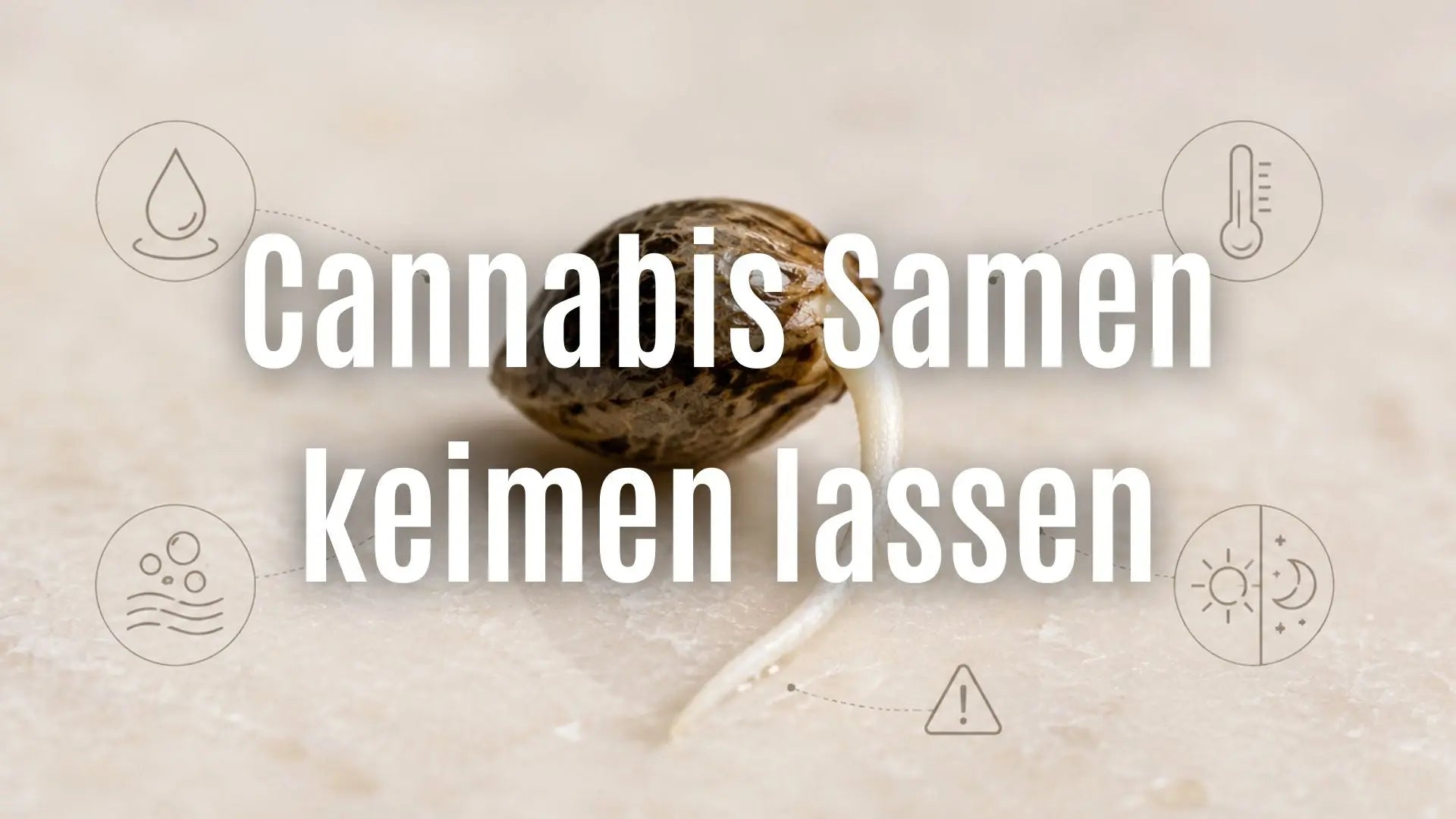 Cannabis Samen keimen lassen: Anleitung, Temperatur und häufige Fehler