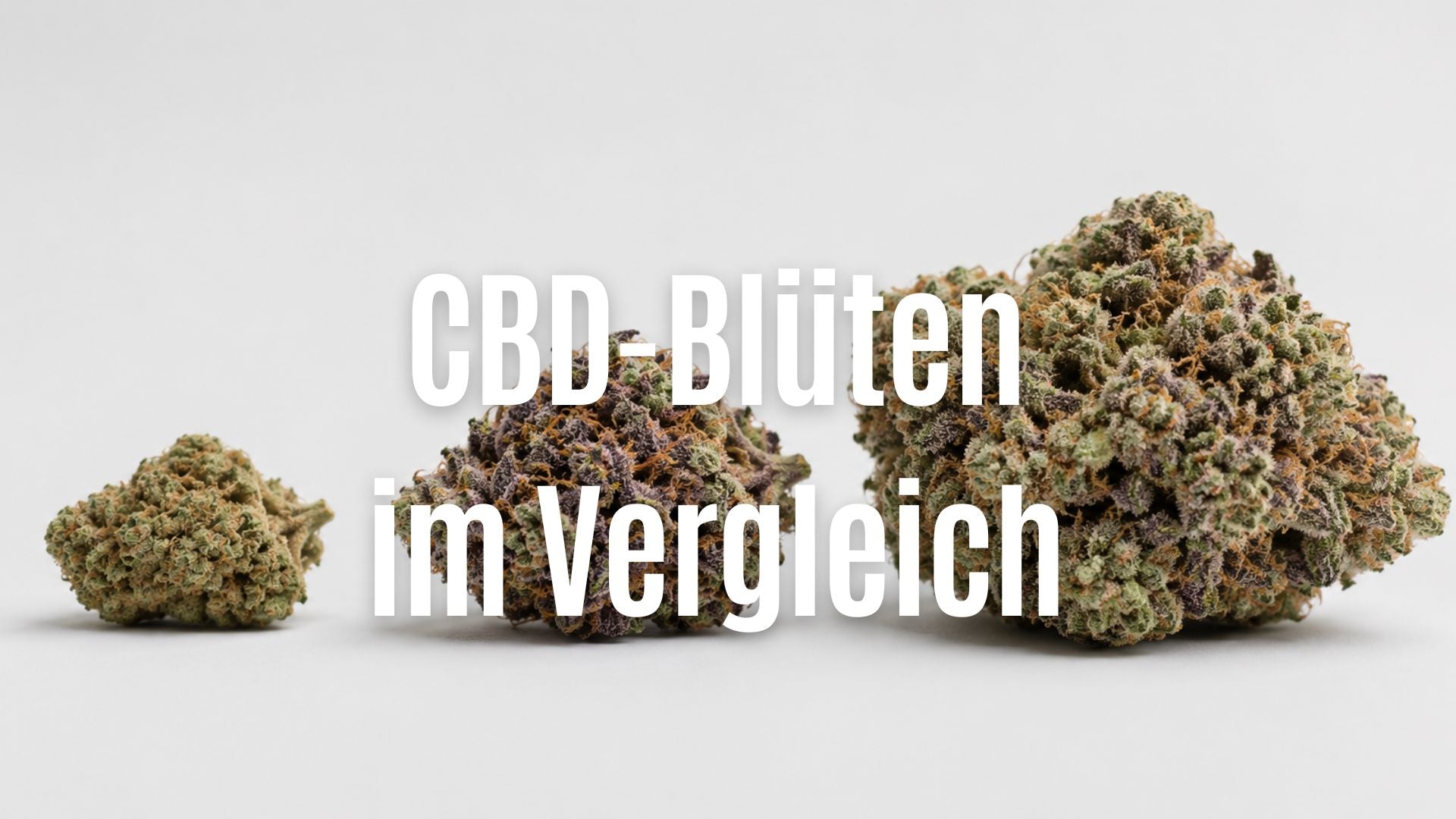CBD Blüten günstig vs. Premium vs. Cali – wo liegen die Unterschiede?