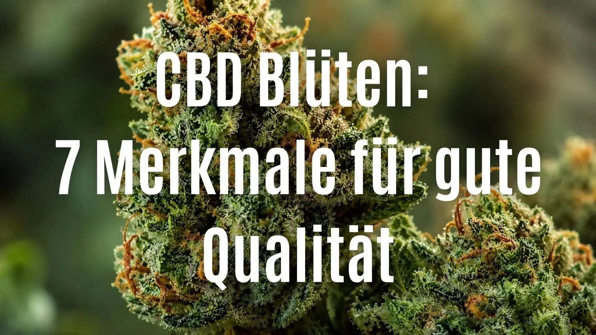 CBD Blüten kaufen: 7 Merkmale für gute Qualität CANNANA