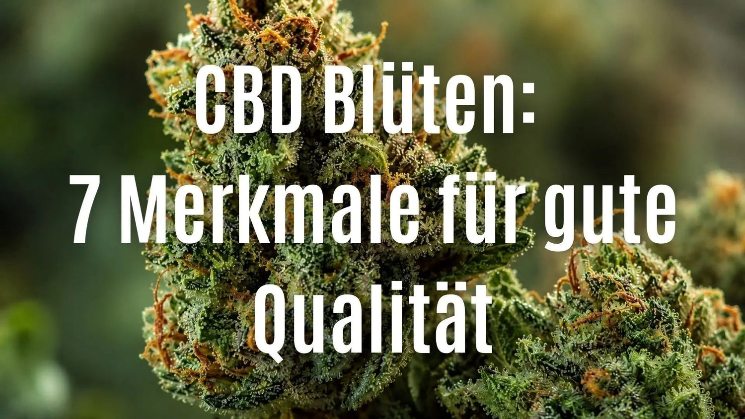 CBD Blüten kaufen: 7 Merkmale für gute Qualität