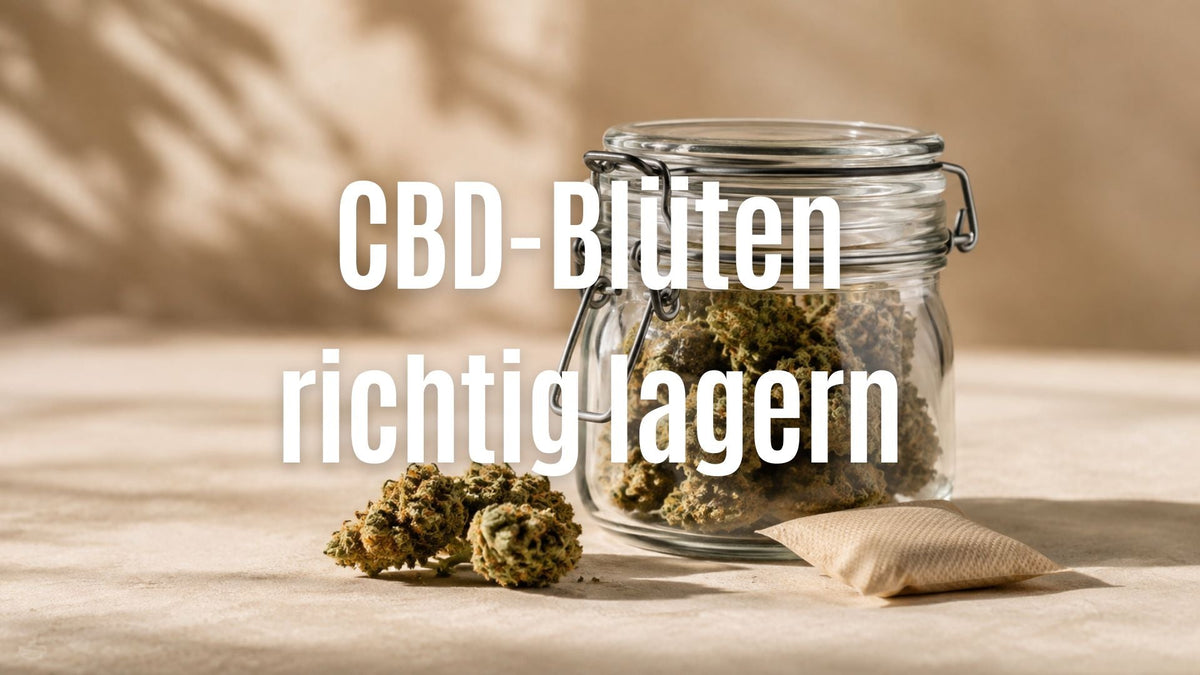 CBD-Blüten richtig lagern: So bleiben Aroma und Qualität erhalten