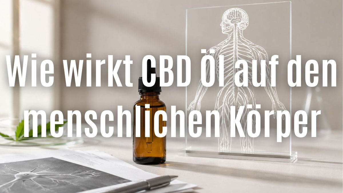 Wie wirkt CBD Öl auf den menschlichen Körper und welche Effekte sind wissenschaftlich belegt?