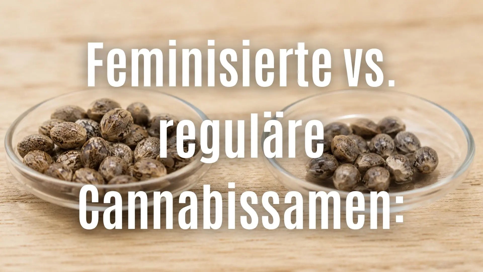 Feminisierte vs. reguläre Cannabissamen: Unterschiede, Vorteile und Kaufentscheidung
