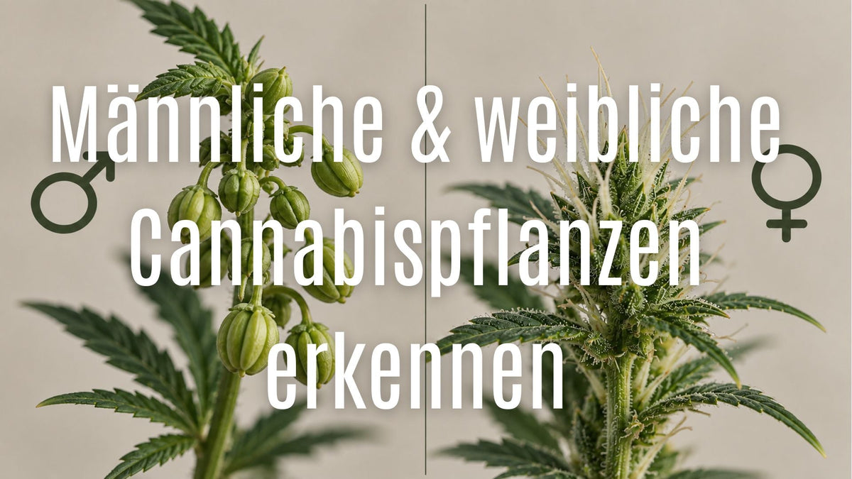 Männliche und weibliche Cannabispflanzen erkennen – Unterschiede, Merkmale & Tipps