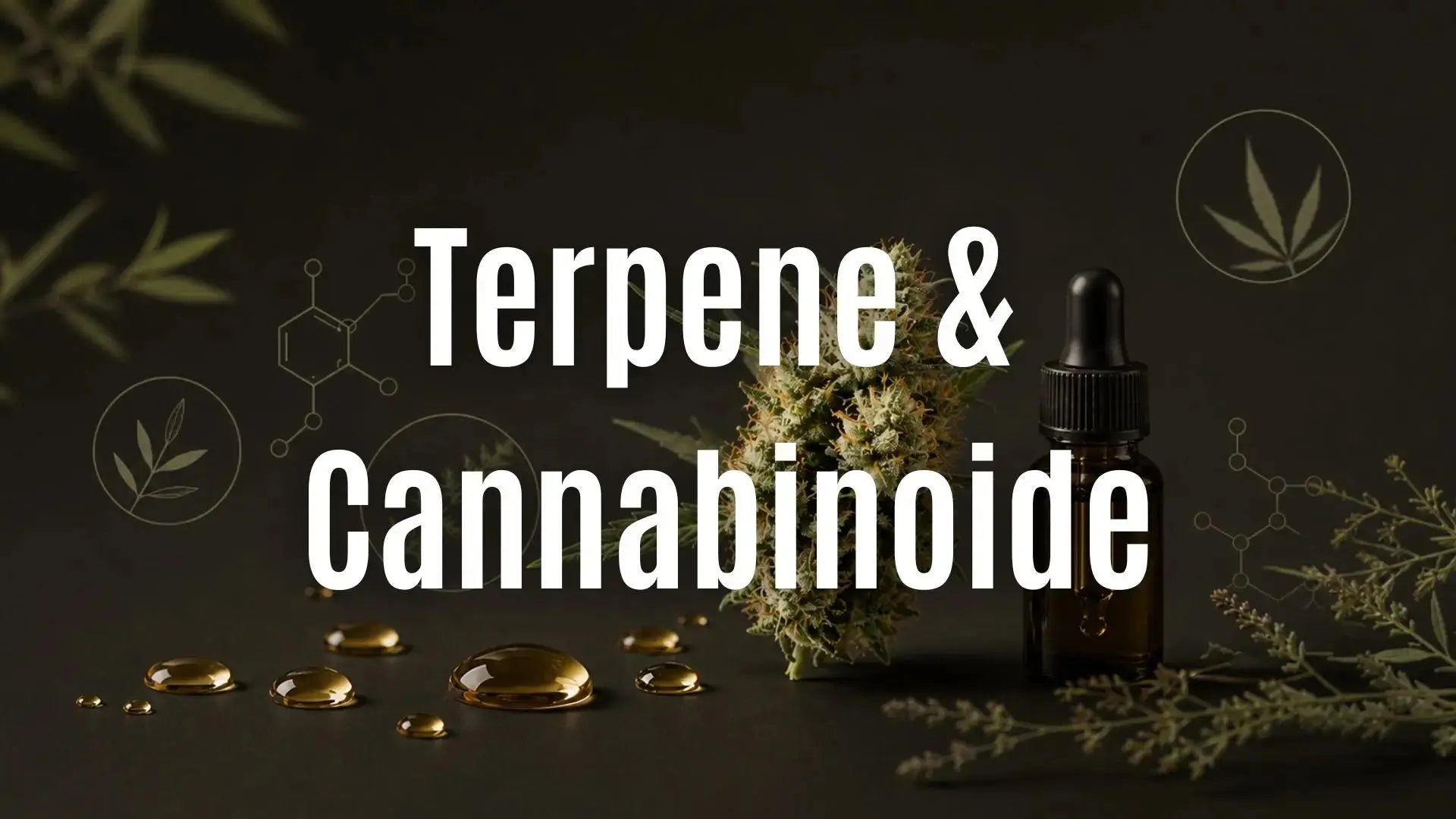 Terpene & Cannabinoide: Eigenschaften, Unterschiede und Bedeutung