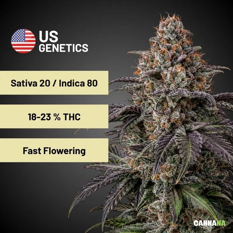Blueberry Bubba Feminisiert Holy Hemp