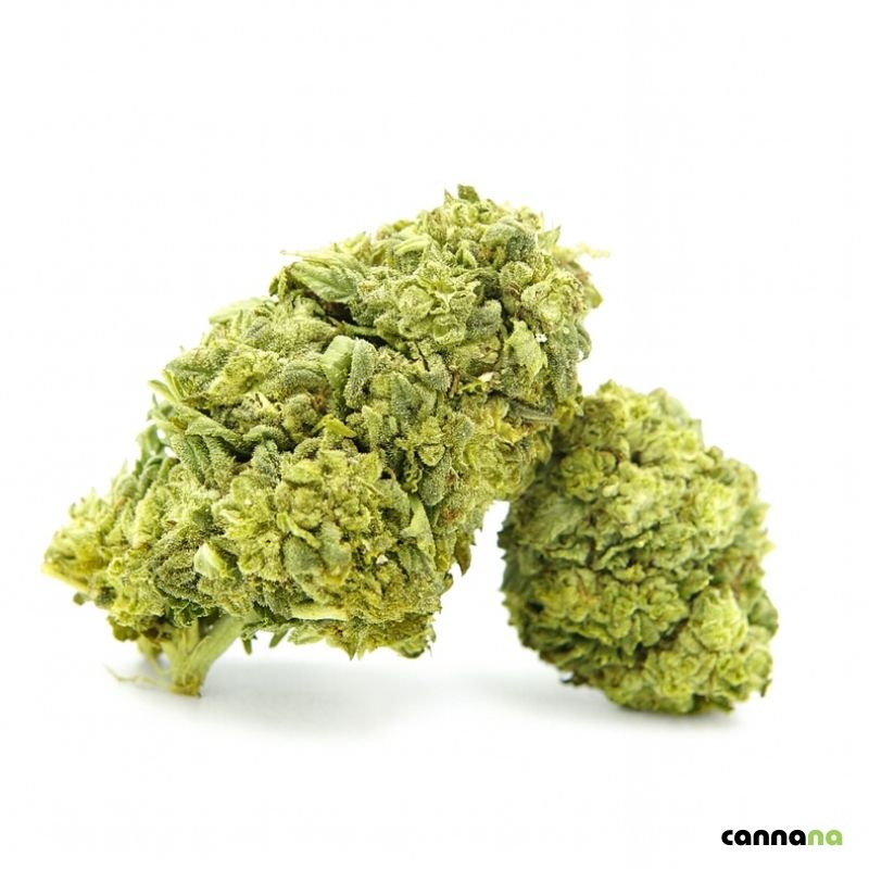 Superior Blend Cannabis Blüten Frosted Cookies in Düsseldorf kaufen