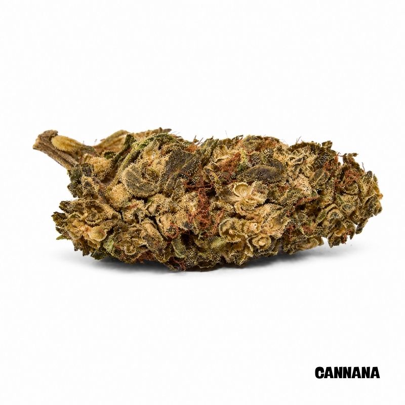 Gelato