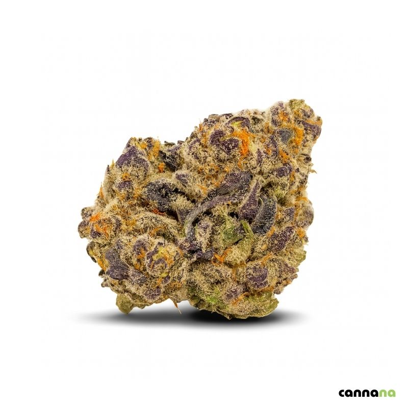 Blüte Mimosa online bestellen oder in Düsseldorf kaufen