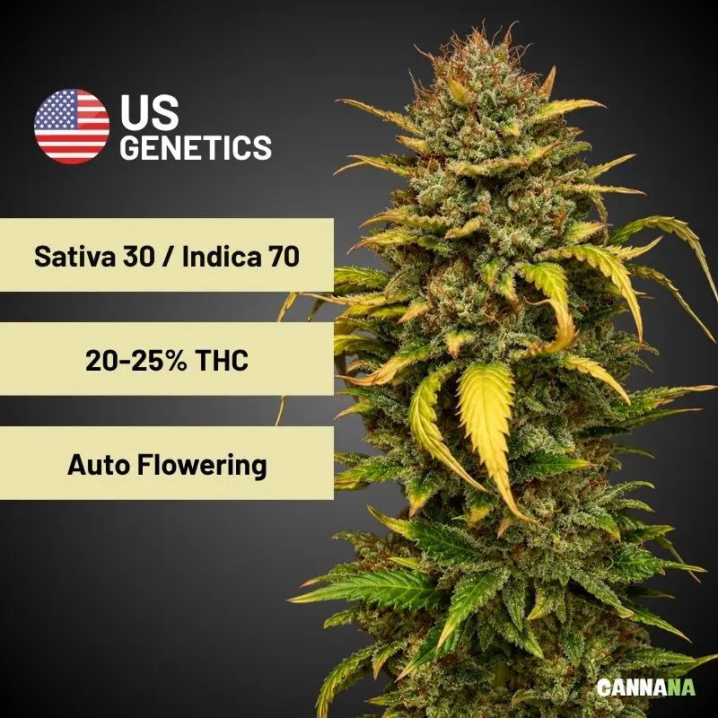OG Kush Automatic Holy Hemp