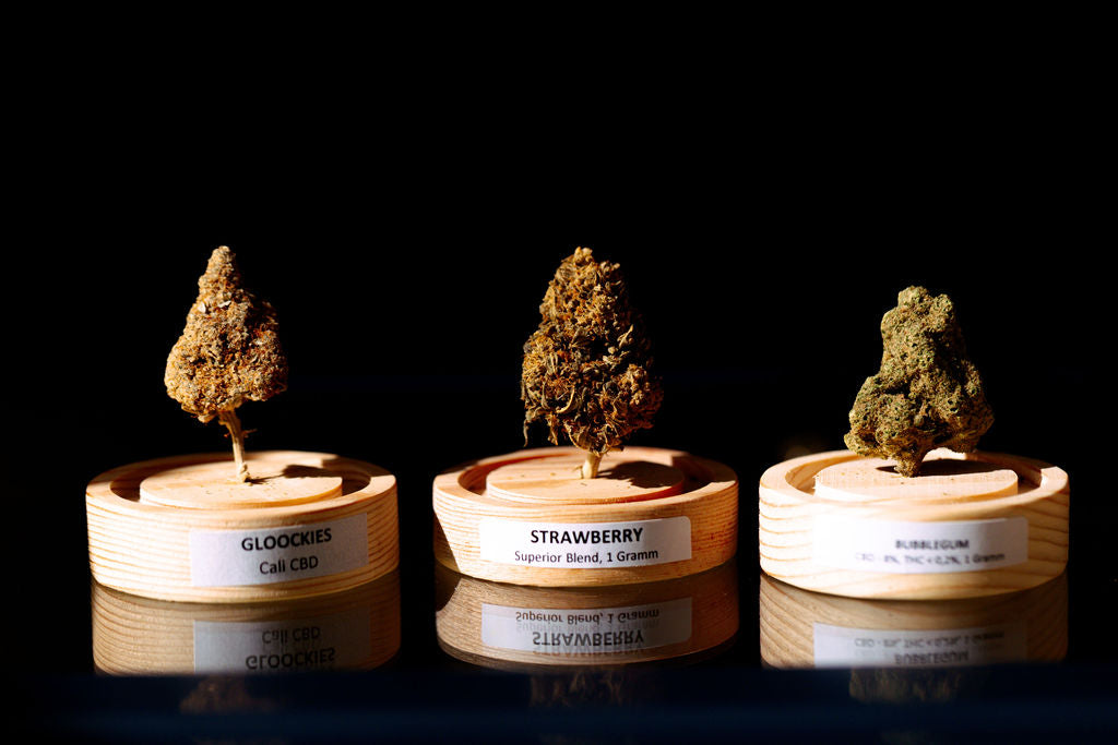 Verschiedene CBD-Blüten Sorten wie Gloockies und Strawberry. 100% legales und laborgeprüftes CBD – online bestellen oder im CBD Shop Düsseldorf kaufen.